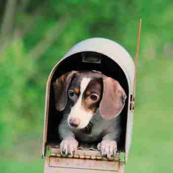 Pannifer Life Subscribe Mailbox