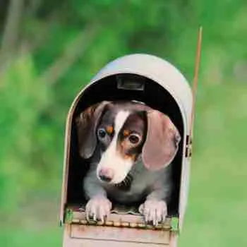 Pannifer Life Subscribe Mailbox 3 Pannifer Life Subscribe Mailbox
